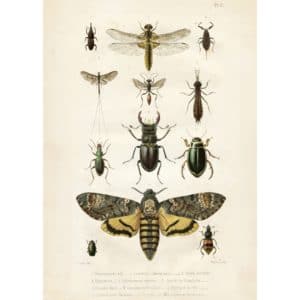 Vintage poster INSEKTER, 50x70cm