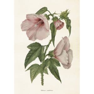 Vintage poster hibiscus, 35x50cm