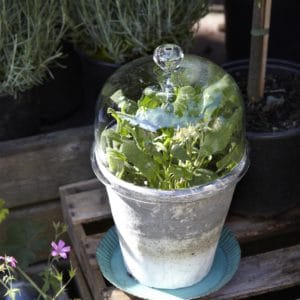 Glaskupa BELLA, 22cm