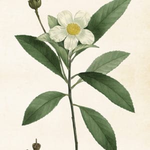Vintage poster gardenia, 35x50cm