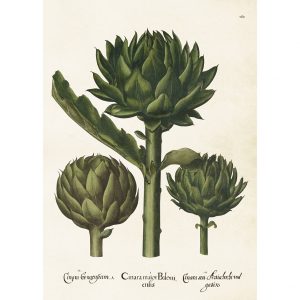 Vintage poster KRONÄRTSKOCKA, 50x70cm