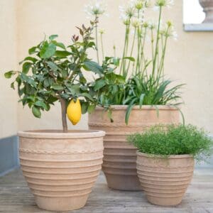 Talia terrakottakrukor för utomhusbruk från Wikholm Form – 3-pack med citronträd, grön växt och blommande lökväxter