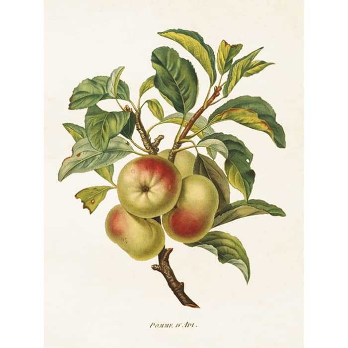vintage poster ÄPPLE Sköna Ting