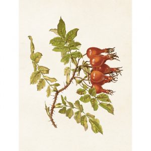 vintage poster nypon Sköna Ting