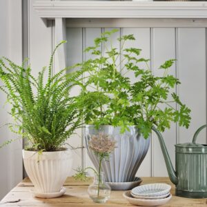 Inredningsinspiration med Kruka ANNA från Strömshaga i cremevitt och blått, fyllda med gröna växter. En vacker och lantlig stil på ett rustikt träbord.