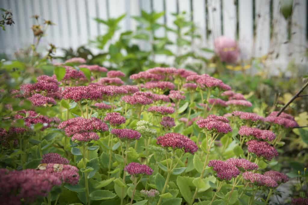 Kärleksört i full blom i septemberträdgården – rosa blommor mot grön bakgrund.