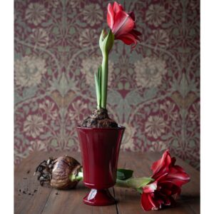 Röd glaserad Meryl-kruka med blommande amaryllis på träbord – Hemlängtan