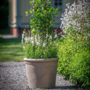 Slät terrakottakruka utomhus med grön plantering på grusgång