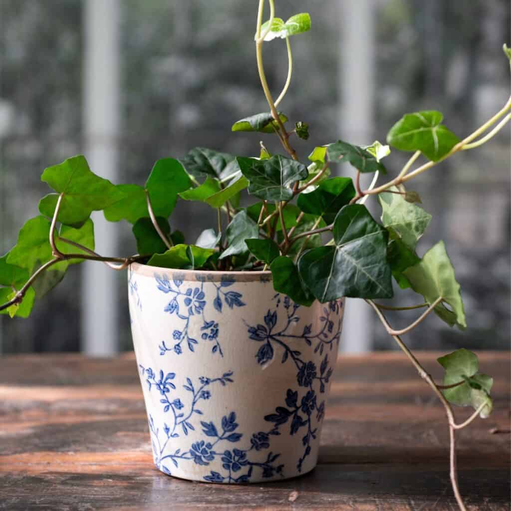 Ulrika kruka i stengods med blått blommönster, planterad med murgröna på träbord